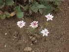 Leucheria achillaeifolia